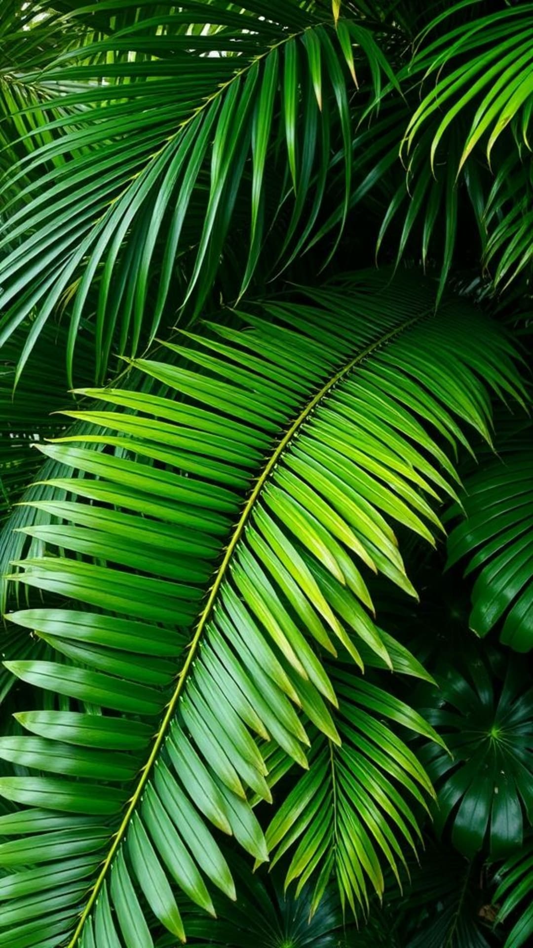 foglie di palma tropicali, vegetazione rigogliosa