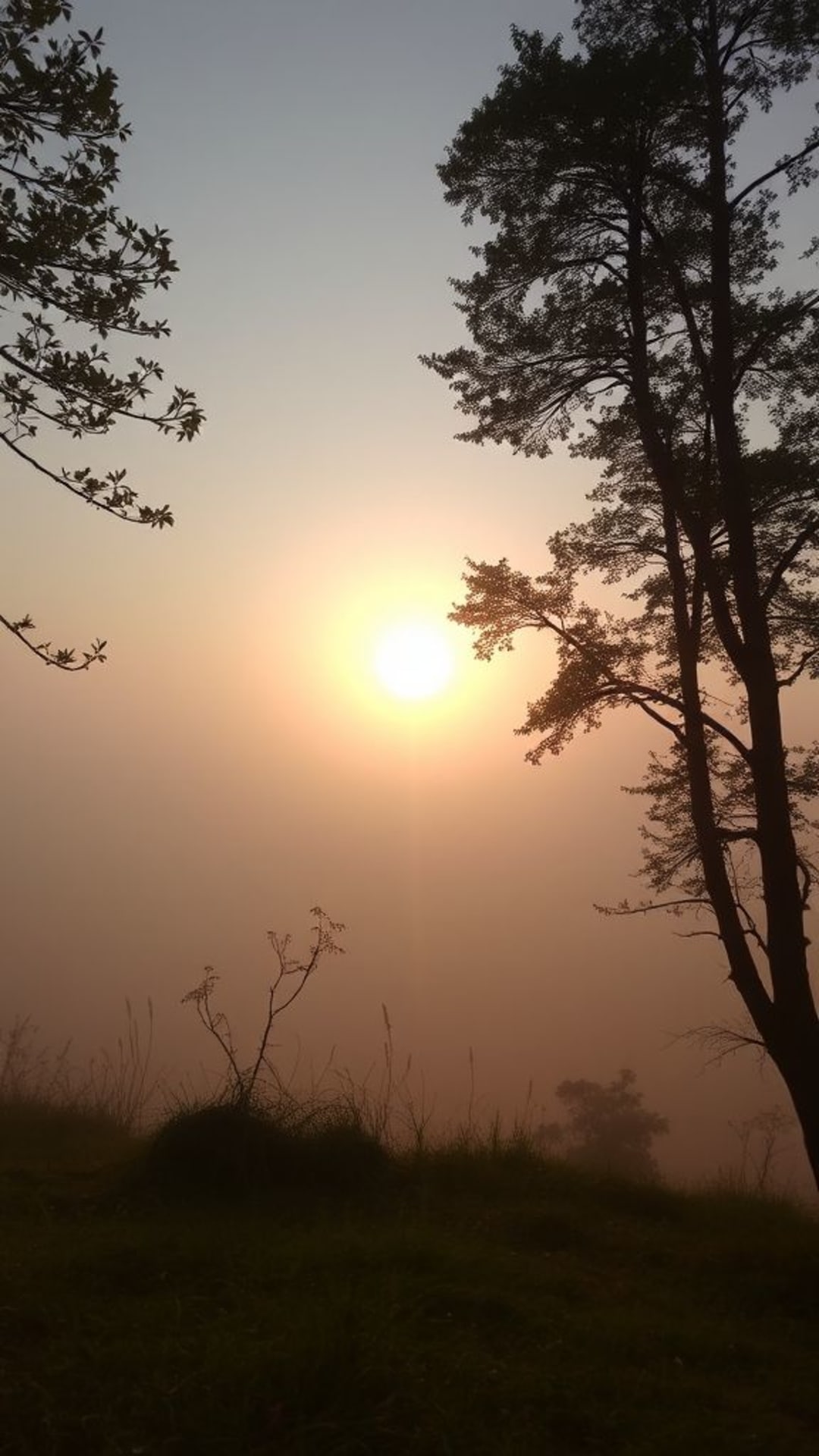 Scene naturali meditate con alba e nebbia