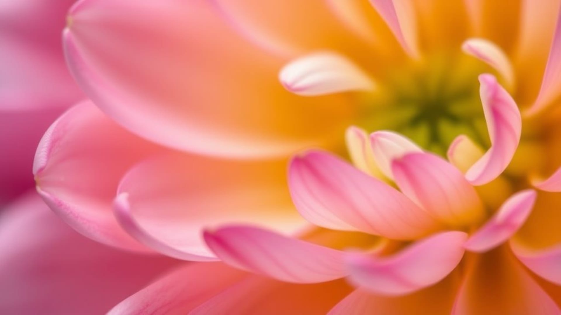 photo macro en gros plan de pétales de fleurs délicats avec un fond doux et une texture de papier peaux