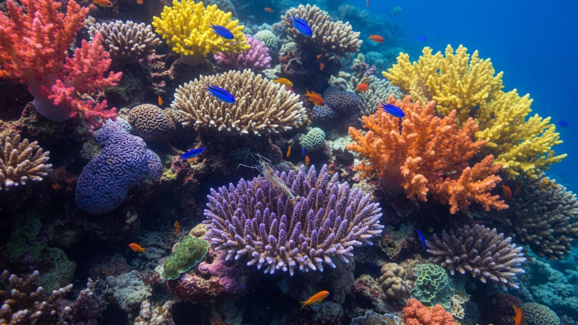 fond d'écran macro en gros plan du récif corallien, vie marine aux couleurs vibrantes