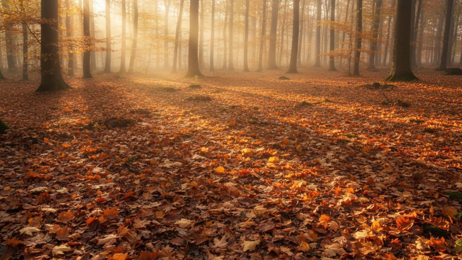 Des feuilles d'automne couvrent le sol forestier dans des teintes ambrées et orangées, et la lumière du soleil des matins nets éclaire le fond ecran.