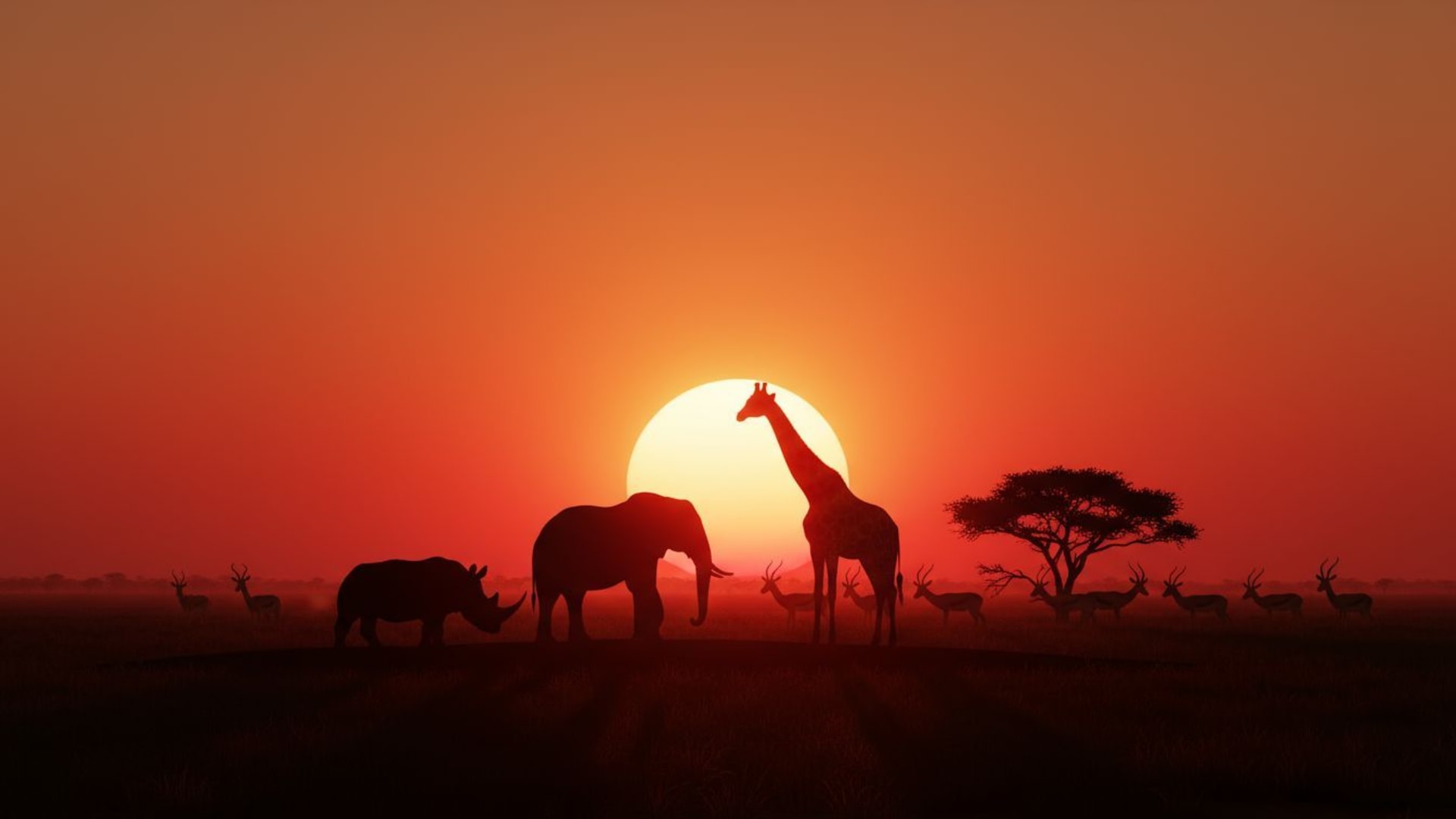 silhouettes d'animaux de safari coucher de soleil savane dégradé rouge-orange fond d'écran