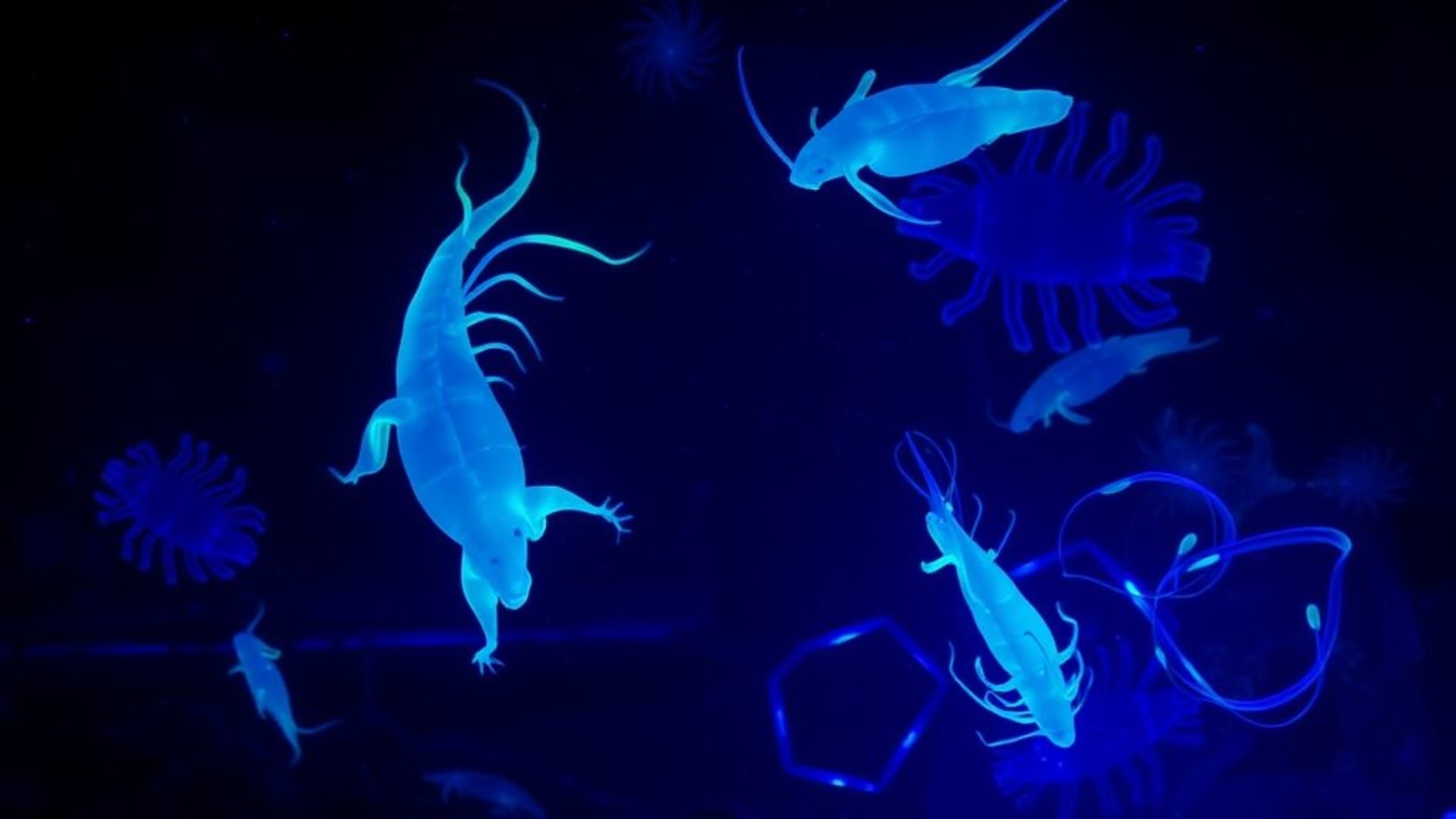 la lueur bioluminescente de l'océan des créatures sous-marines néon cyan magenta fond ecran profondeur sombre