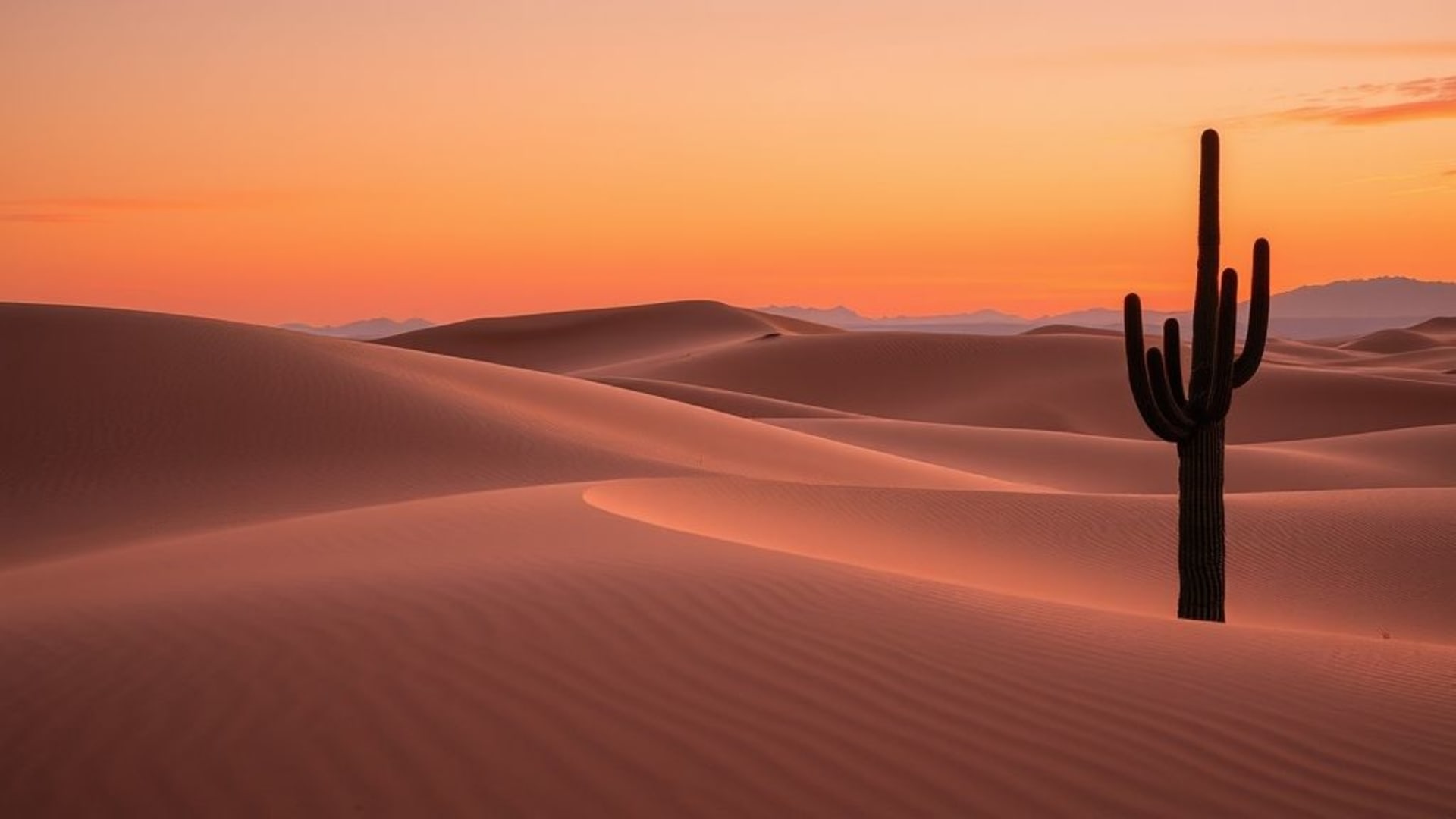 Les dunes du désert, les ondulations du vent, la chaleur orange et rose du crépuscule, la silhouette du cactus, la lueur du sable.