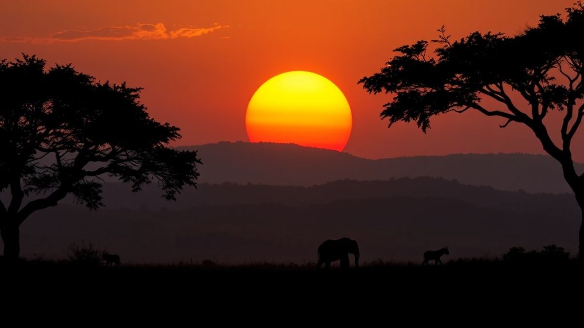 silhouette d'animal vie sauvage safari jungle coucher de soleil heure dorée fond d'écran panorama couverture