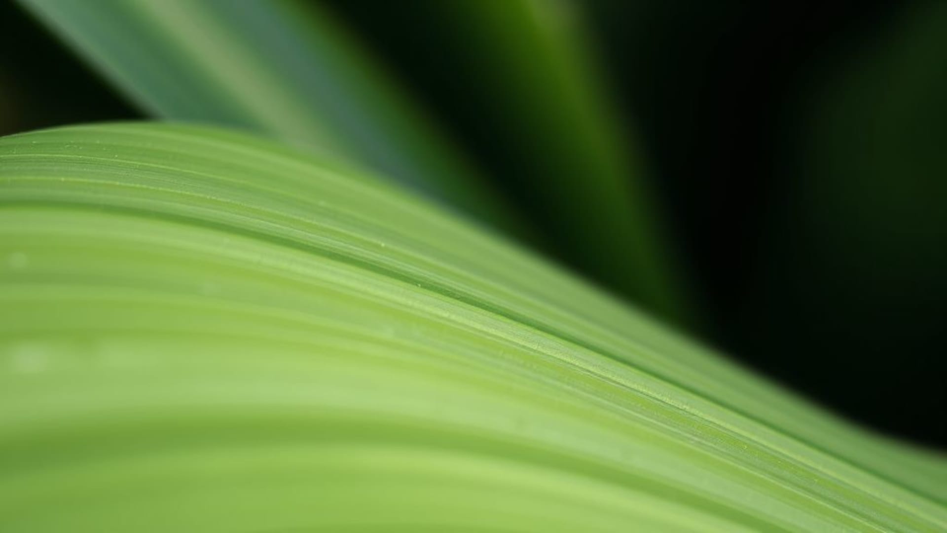 feuille de plante gros plan macro minimaliste verte fond ecran apaisant naturel texture