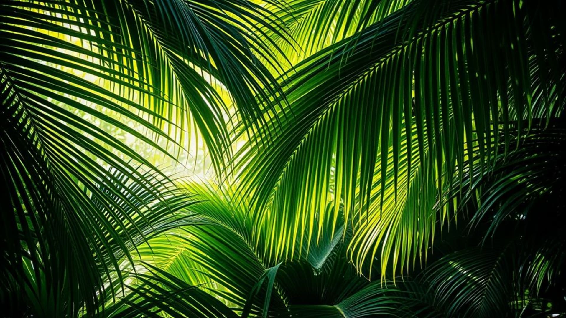 feuilles de palmier de jungle tropicale soleil dramatique vert fond ecran luxuriant texture arrière-plan