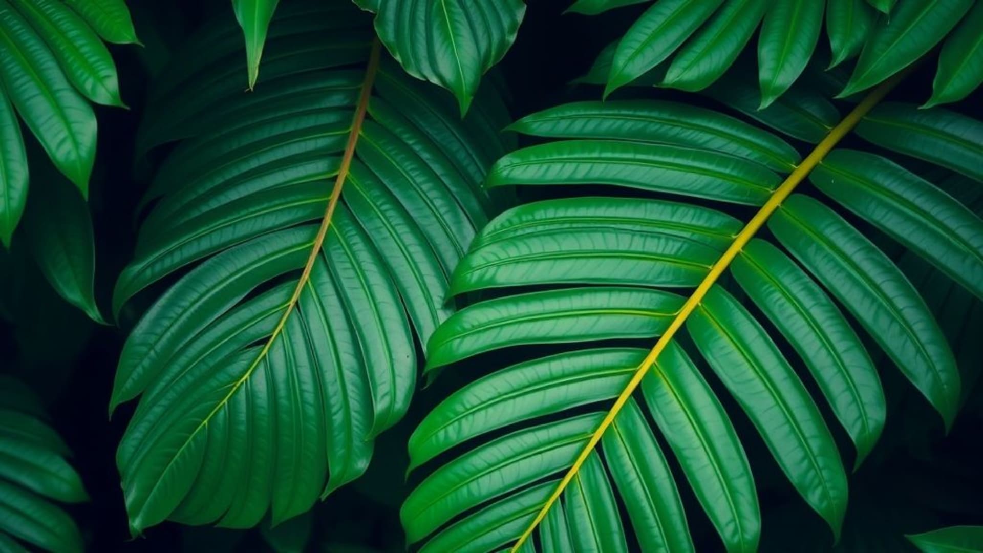 feuilles de forêt tropicale en gros plan macro vert luxuriant vibrantes fond ecran texture motif