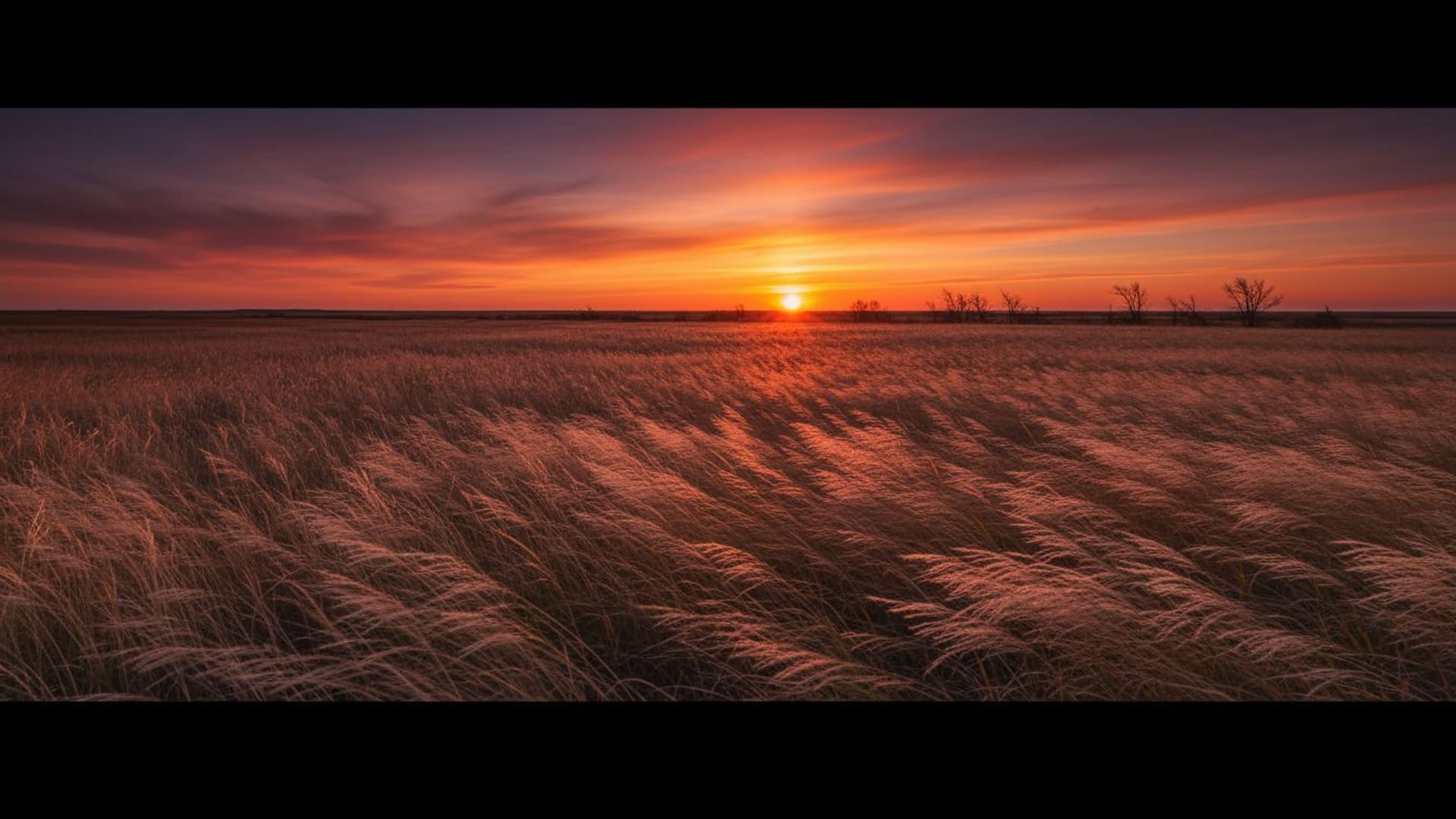Sur une prairie venteuse où l'herbe haute se balance au coucher du soleil, des silhouettes se dessinent dans la nature, comme un fond ecran aérien, vaste et ouvert.