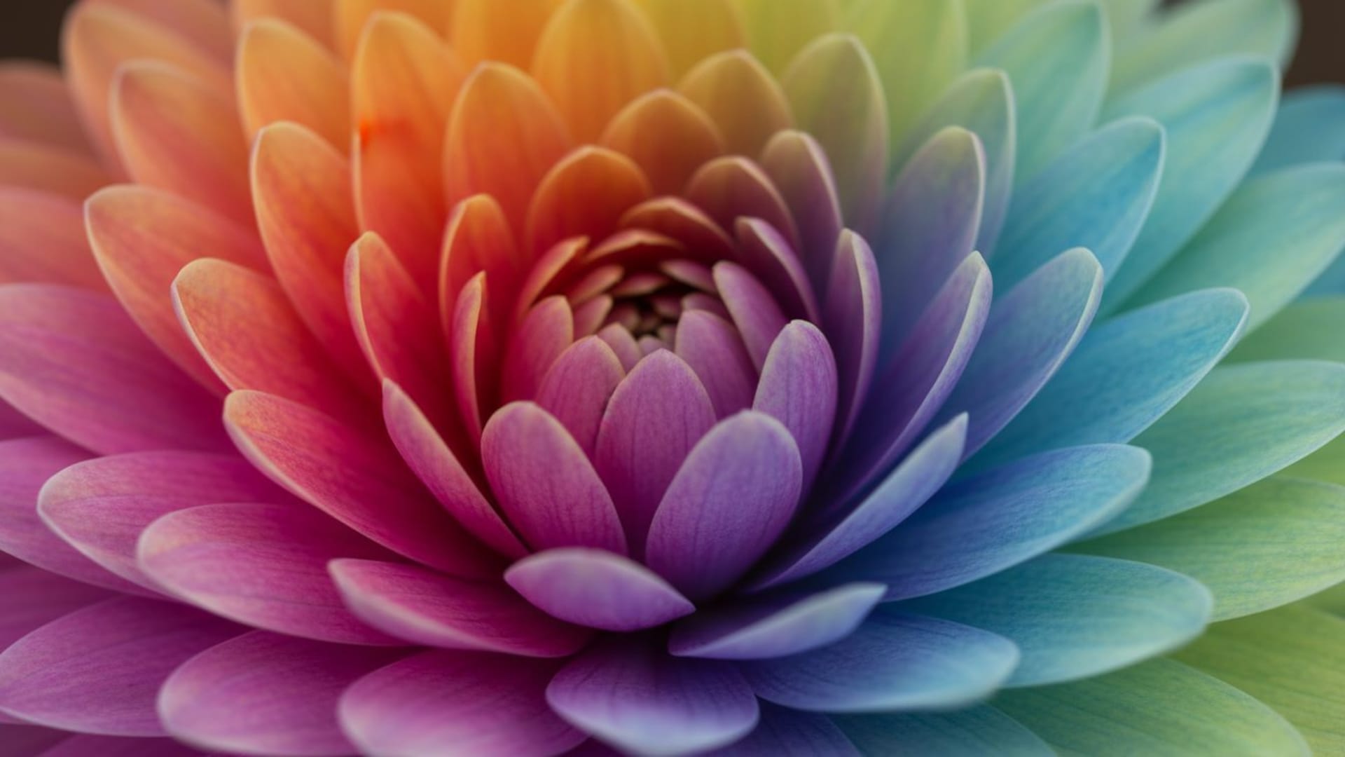 gros plan de fleur macro pétales couleurs vives fond d'écran doux floraison