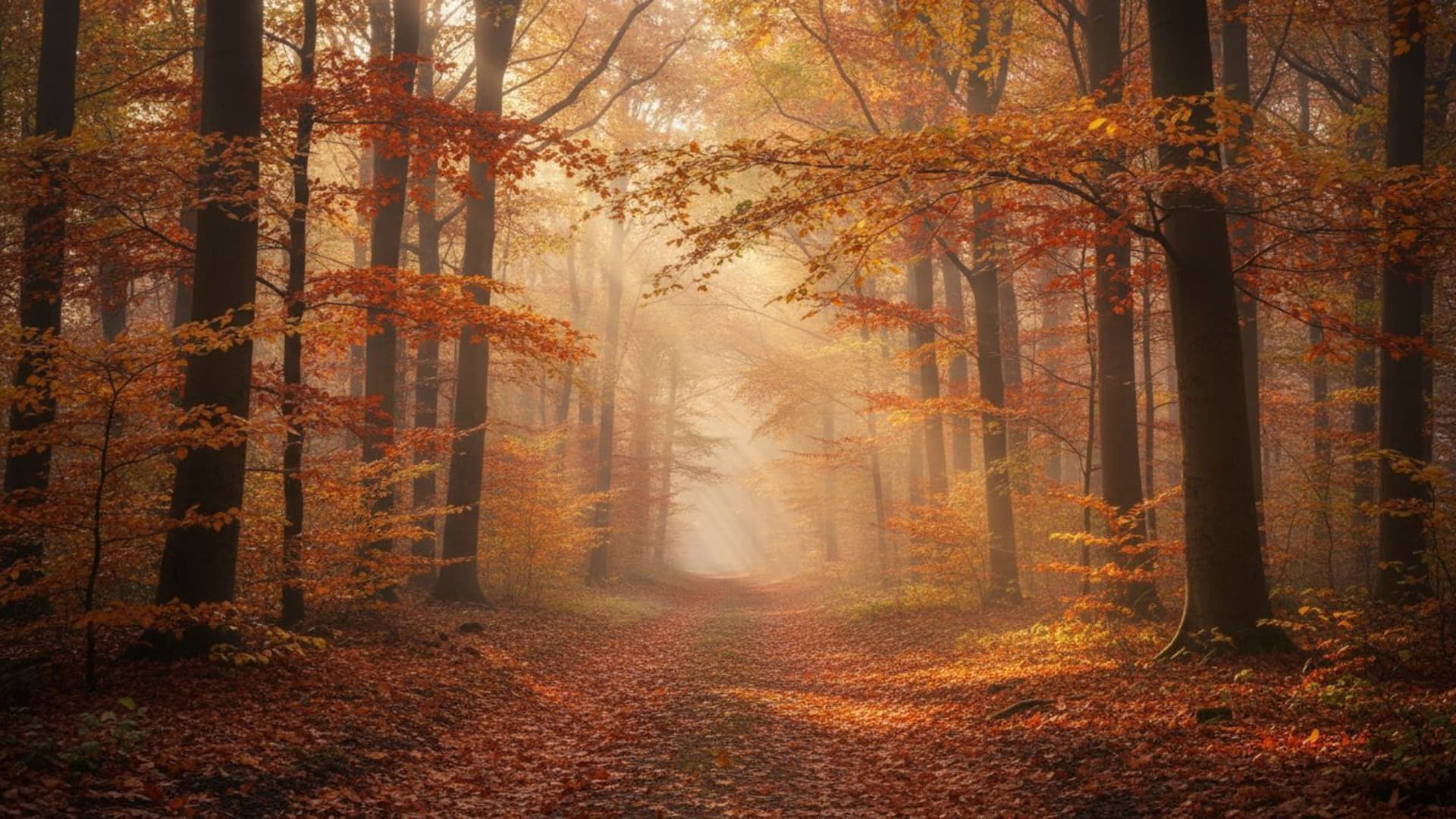 Chemin forestier, feuilles d’automne, heure dorée, lumière chaude du soleil, sentier brumeux, paysage naturel paisible.