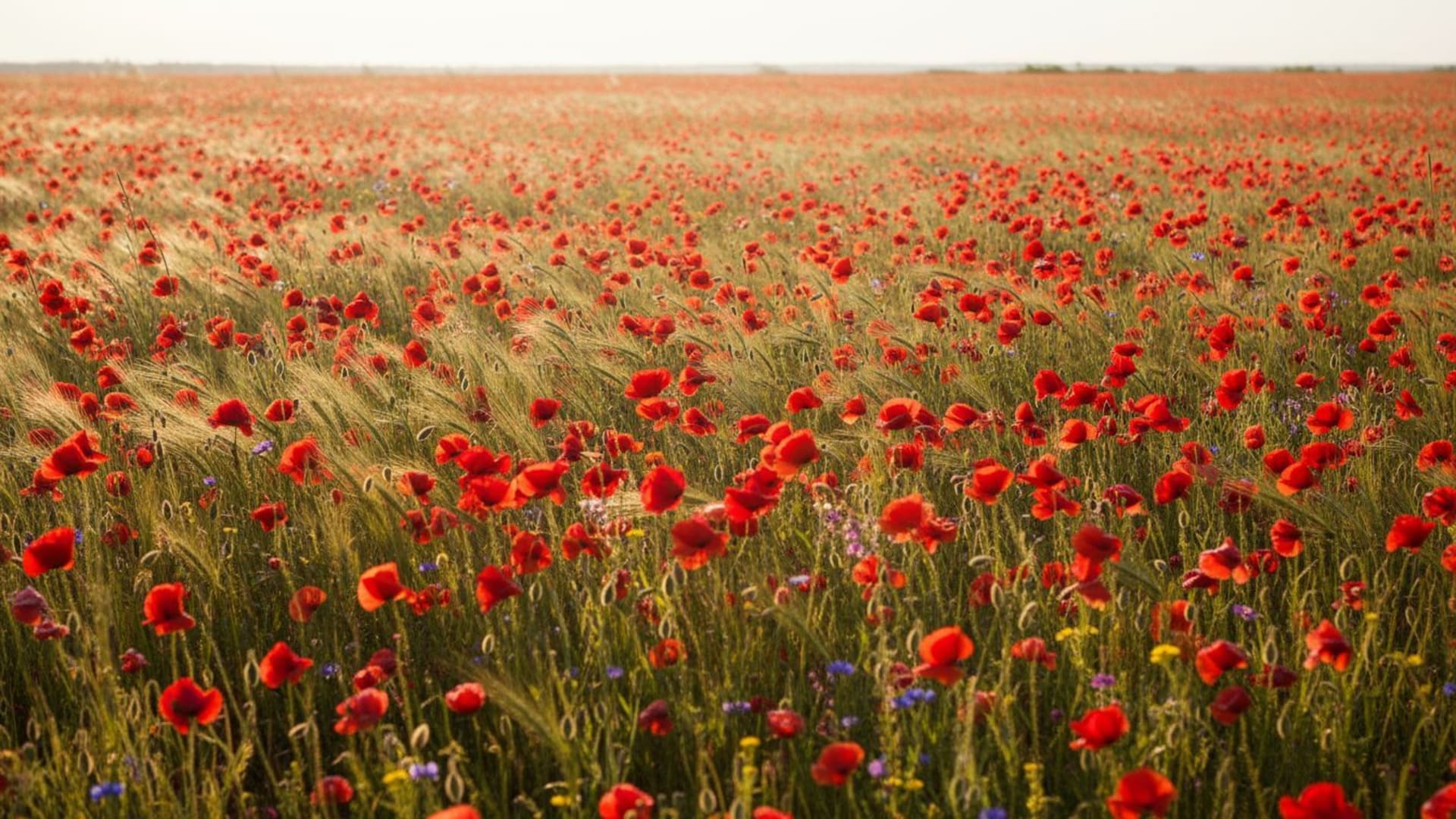 champ de fleurs coquelicots prairie brise soleil lumière solaire fond ecran vif coloré
