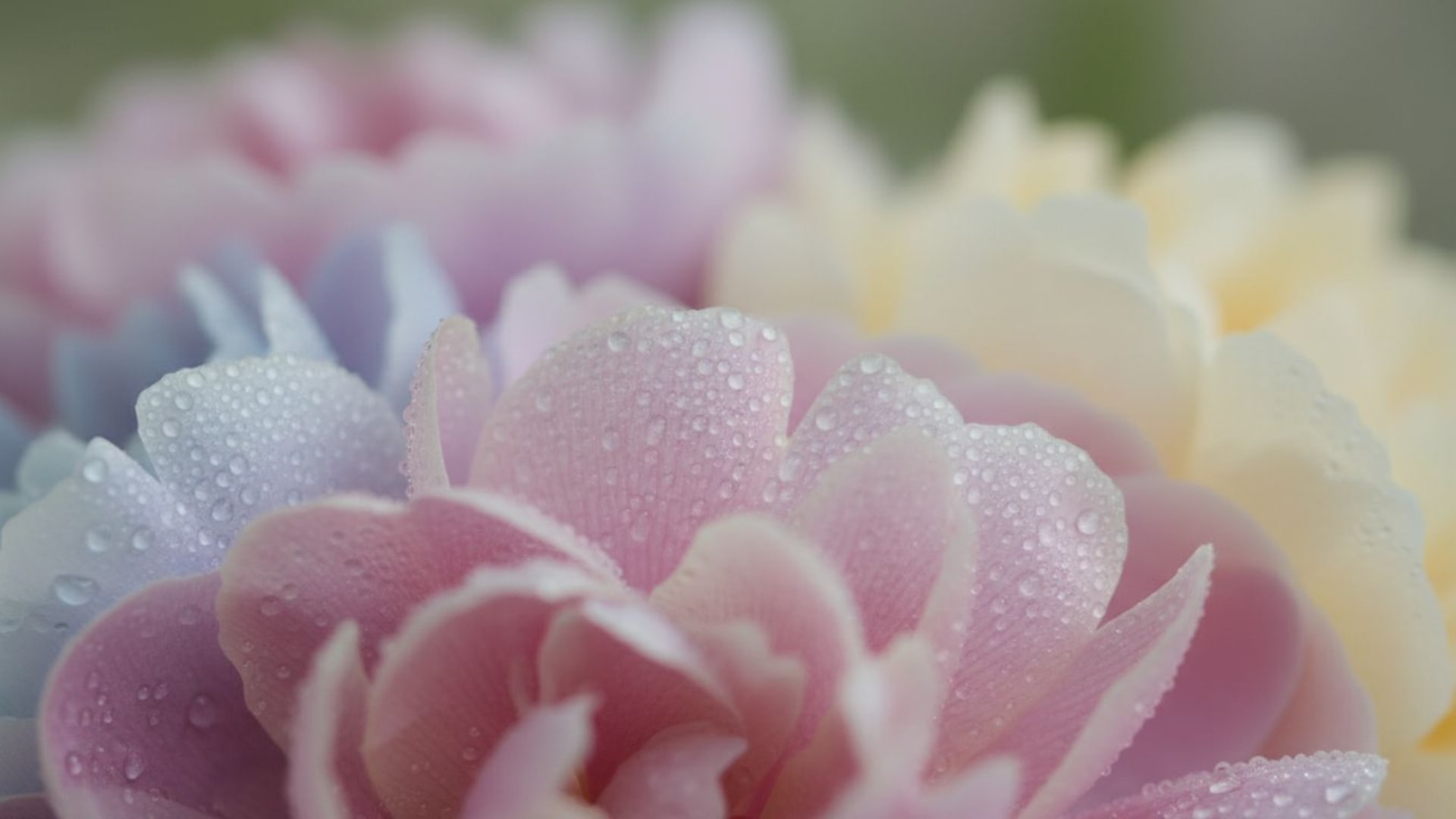 Gros plan macro de fleurs, pétales, gouttes de rosée, douceur pastel, nature, fond d'écran, idées, botanique, gros plan, mots-clés