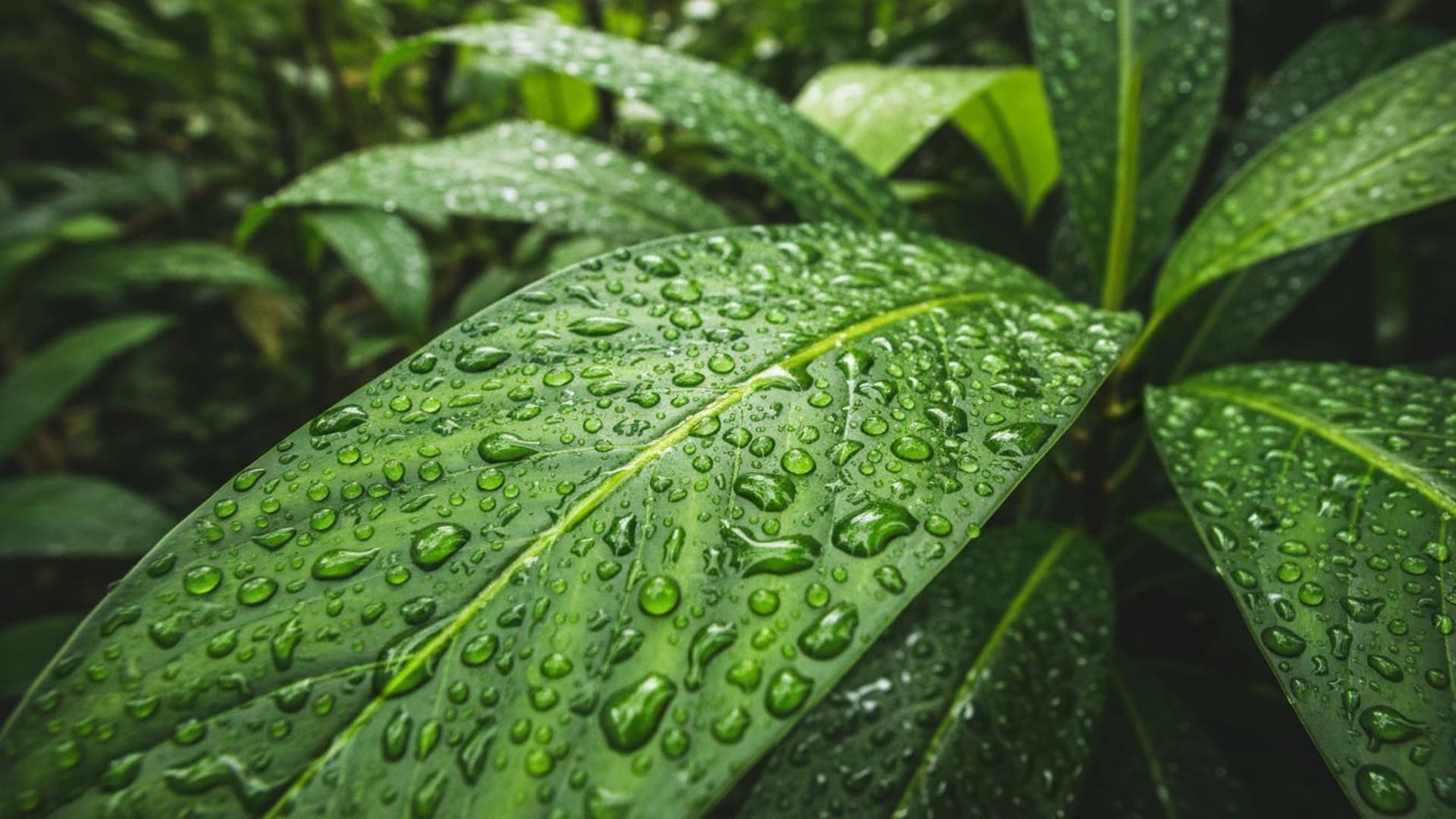 feuilles de forêt tropicale macro gouttes de rosée vert vif fond ecran canopée luxuriante