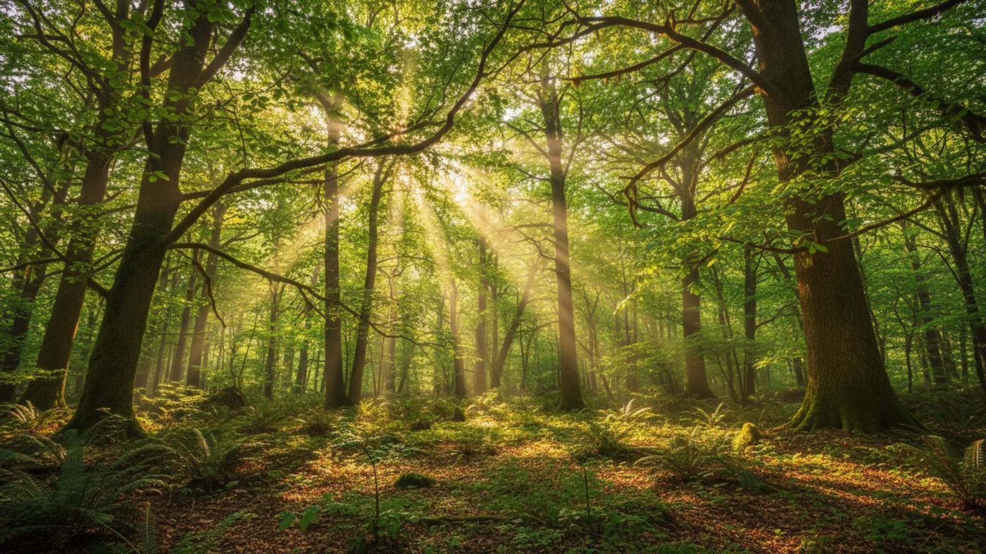 les rayons du soleil traversant la canopée forestière et filtrant à travers les arbres avec une lumière verte tachetée comme un fond ecran