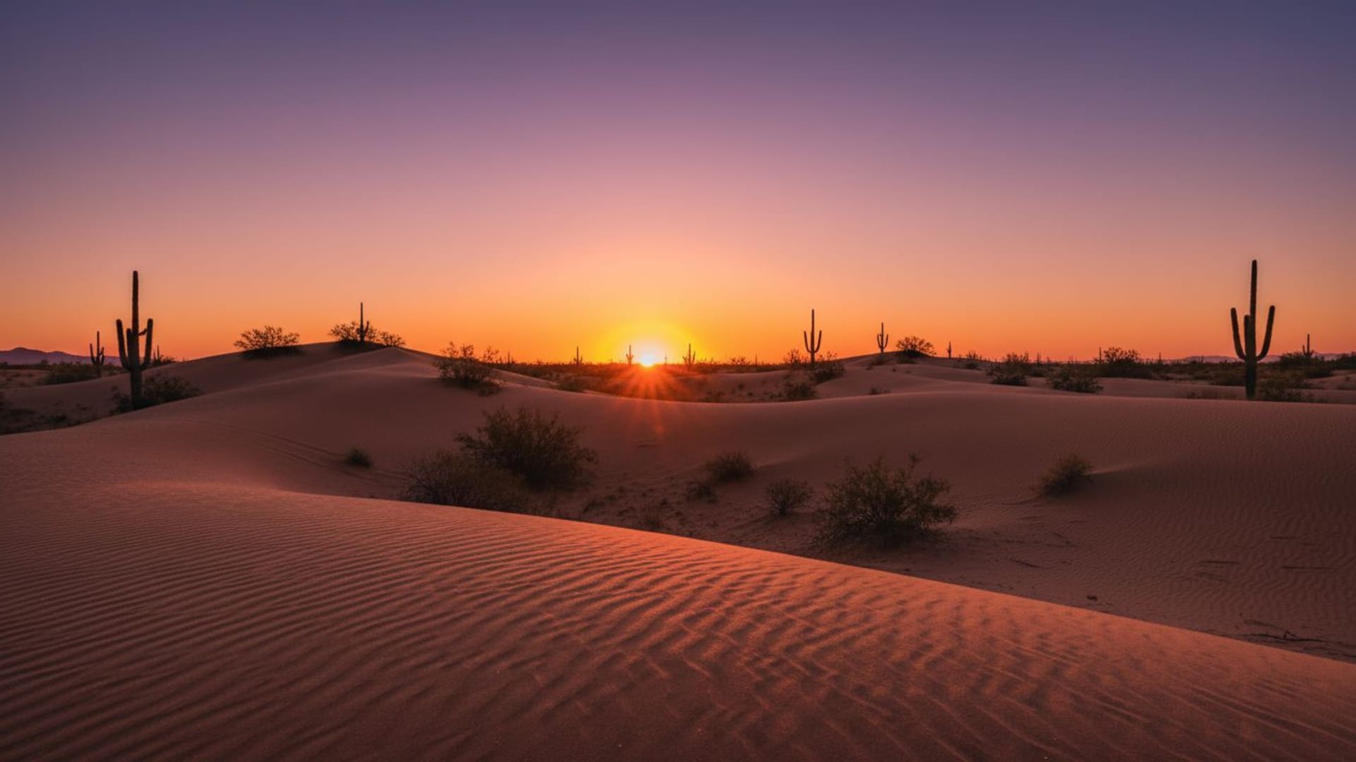 les dunes du désert au coucher du soleil chaud orange rose violet silhouette cactus scintillement