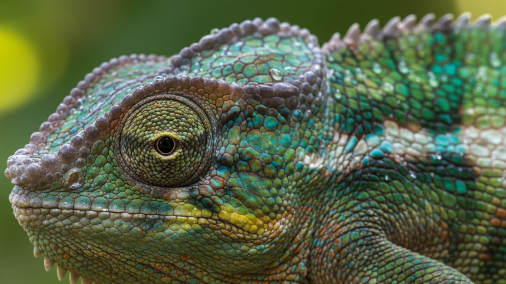 animaux sauvages photographie animalière gros plan macro texture fond d'écran hd 4k