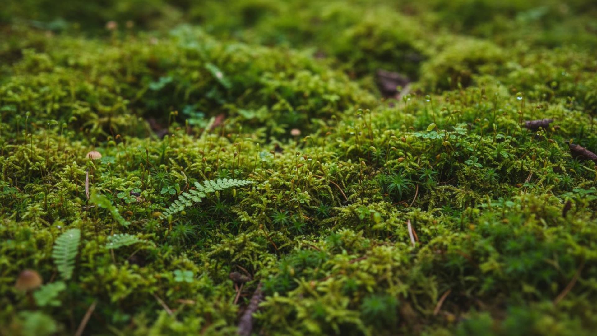 Texture de mousse de forêt en gros plan, fond vert naturel, fond ecran macro HD