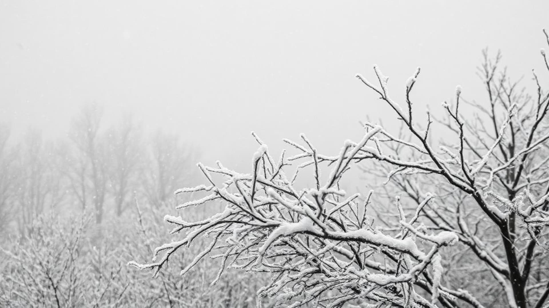 chute de neige hivernale, branches givrées, textures glacées, monochrome, noir et blanc, atmosphère sombre, paysage minimaliste